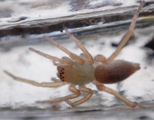 Réf. 231 158 : Clubiona sp.